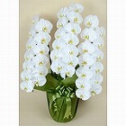 【愛知】胡蝶蘭 白大輪 3本立ち 39輪以上 つぼみ込み(1WW0313)