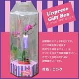 【愛知】アンプレゼ　Gift Box　胡蝶蘭ミディ2本立ち