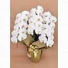 【愛知】胡蝶蘭 白大輪 3本立ち 27輪以上 つぼみ込み(1WW0309)