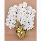 【愛知】胡蝶蘭 白大輪 3本立ち 33輪以上 つぼみ込み(1WW0311)