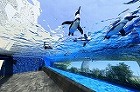 サンシャイン水族館　入館券　2枚