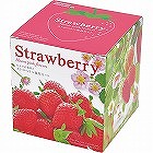 ピンクの花咲くストロベリー栽培セット