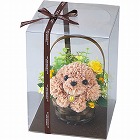 フラワーパピー　トイプードル