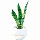 サンセベリア　丸鉢５号鉢