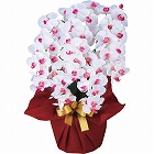 アーティフィシャルフラワー　大輪　５本立ち胡蝶蘭　ホワイトビューティー