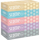 スコッティファン１２０組（５箱パック）